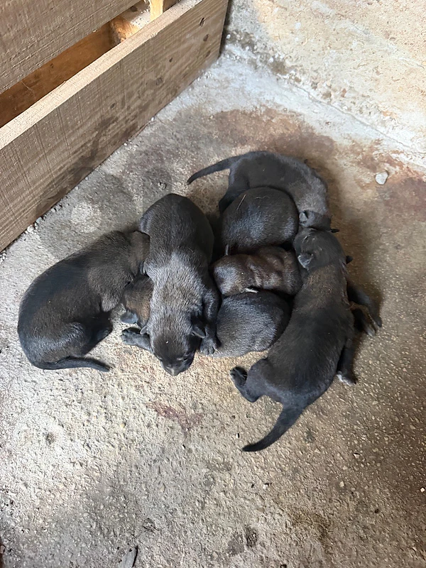 belgian mallinios puppy available for reservation
