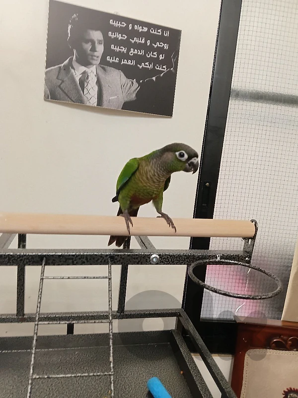 كونيور غرين شيك