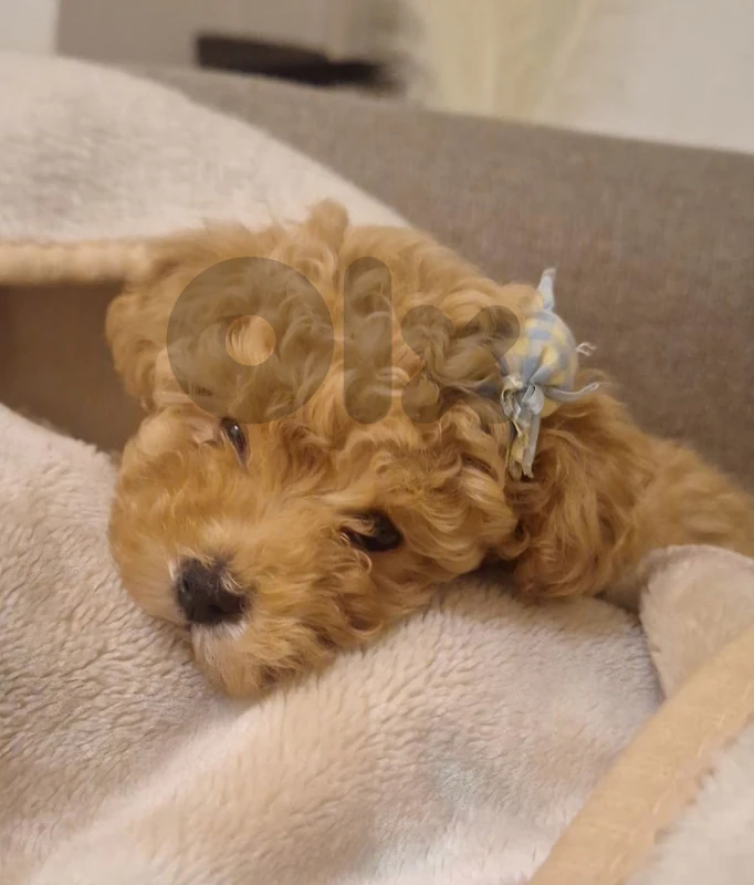 malitpoo