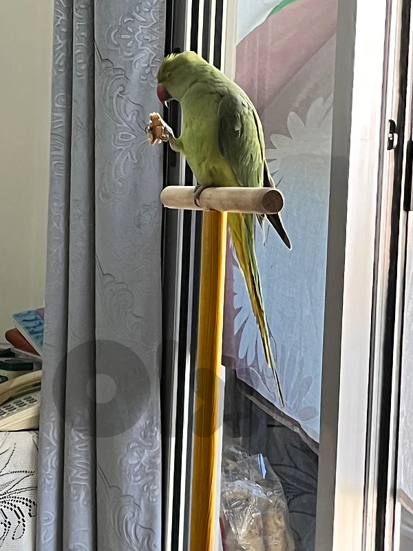 Ring neck, parrot his birthday dateis:5-5-2025