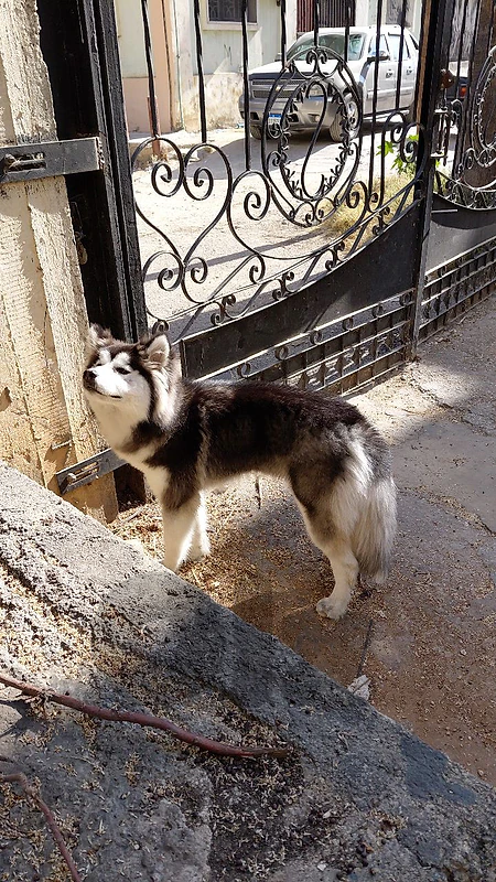 siberian husky siberian husky