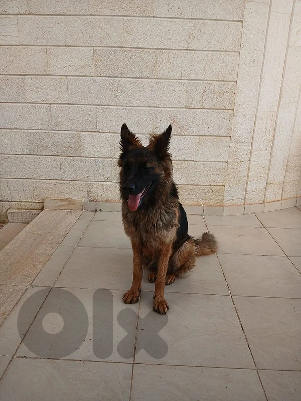 german shepherd king size long hair