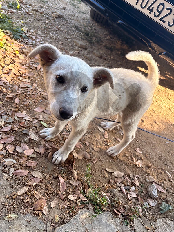 dog for adoption dog for adoption