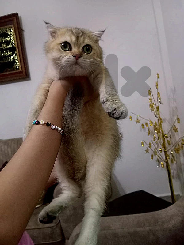 Scottish fold