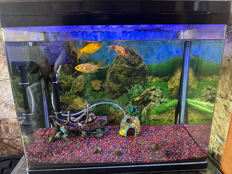 Aquarium with full accessories