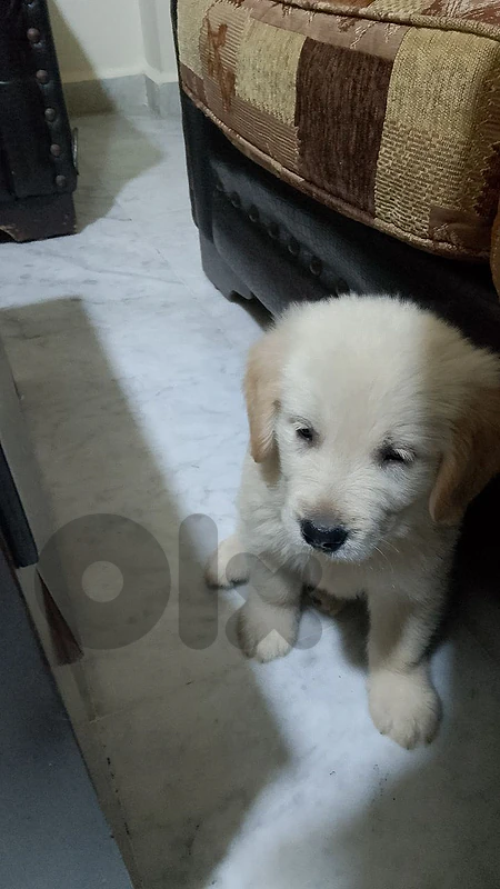 golden retriever