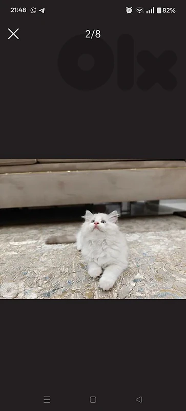 kitten ragdoll