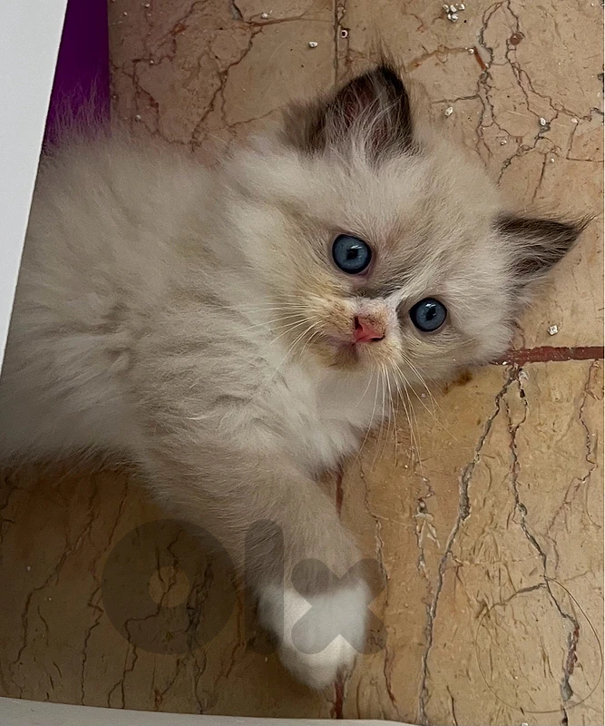 healthy cute and playful white kittens
