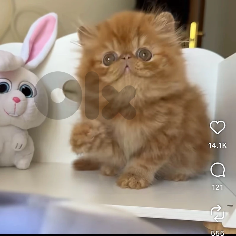 WANTED persian peke face orange WANTED persian peke face orange