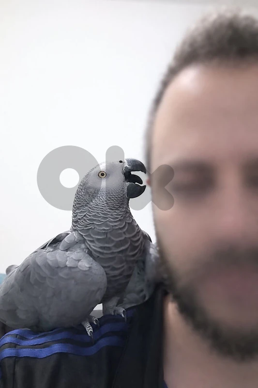 African Grey ببغاء