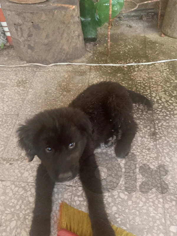 Little Puppy for sale