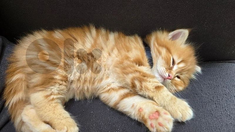 persian male