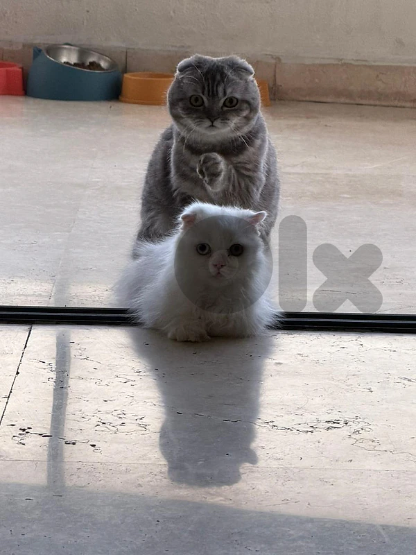 بيروت انطلياس