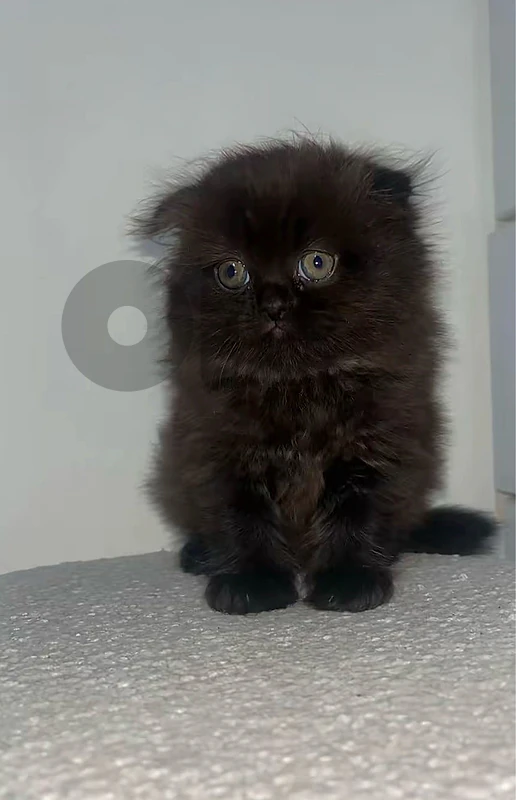scottish fold brown