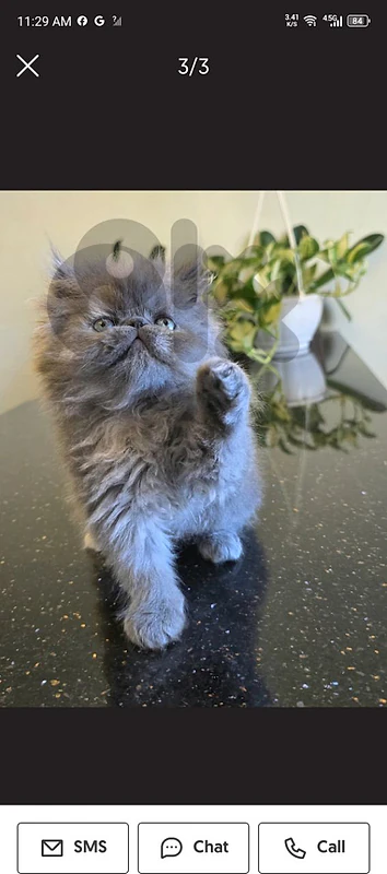 amazing cut playfull cat