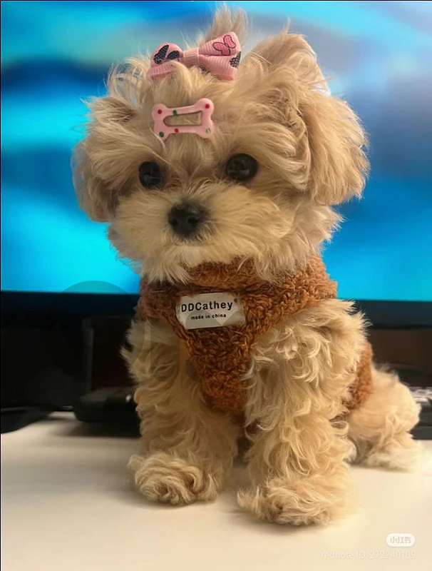 Maltipoo Puppies in store - delivery available/ dog كلاب