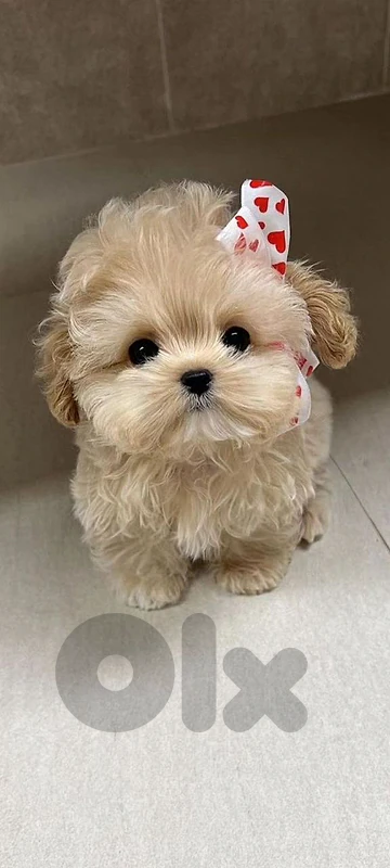 Tiny Maltipoo Puppies - in store & delivery available