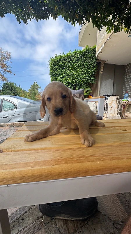 golden retriverr😍