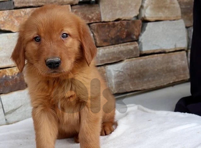 GOLDEN RETREIVER