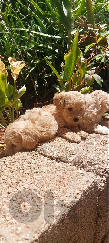 maltipoo