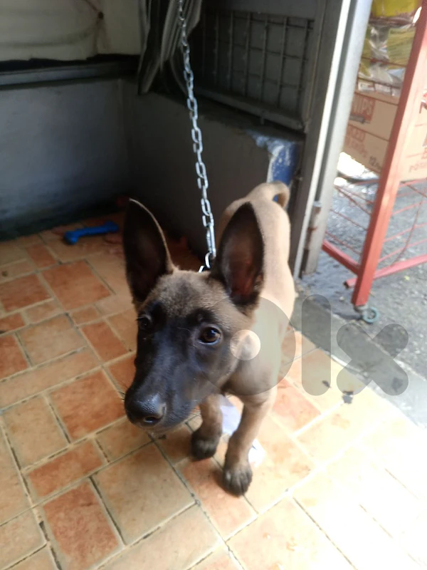 Belgian malinois dog