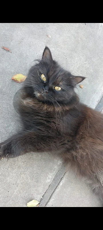 Cat Persian/ Iranian Female Cat