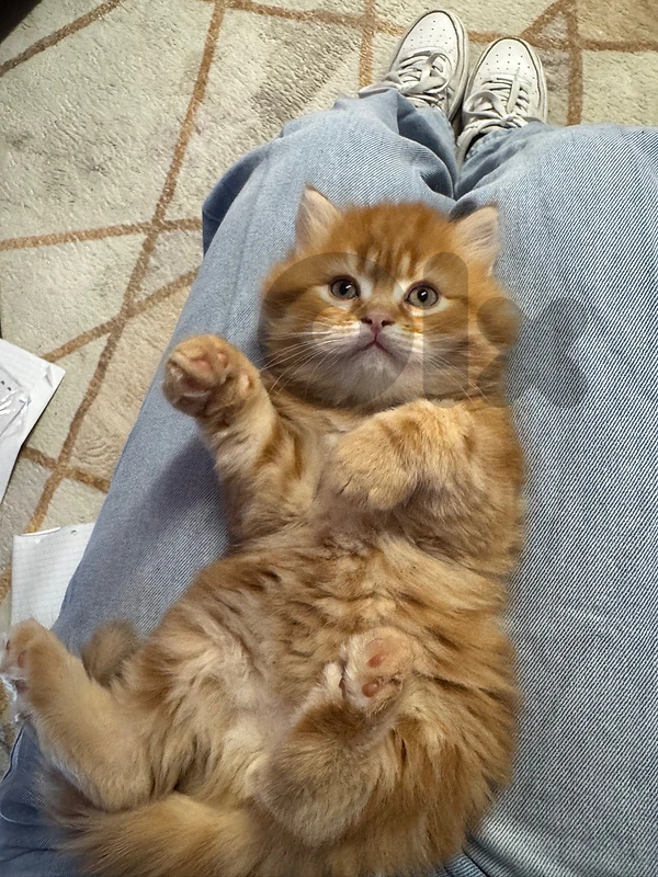 orange persian male