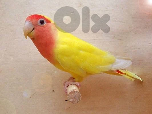 tamed rose birds طير روز مروض