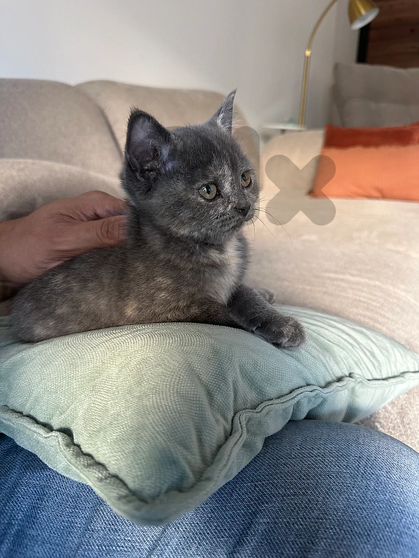 British shorthair