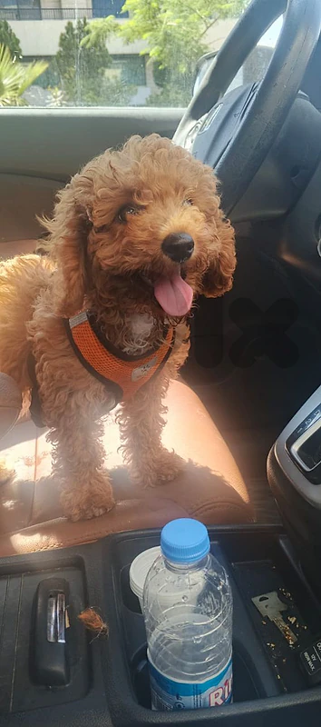 poodle