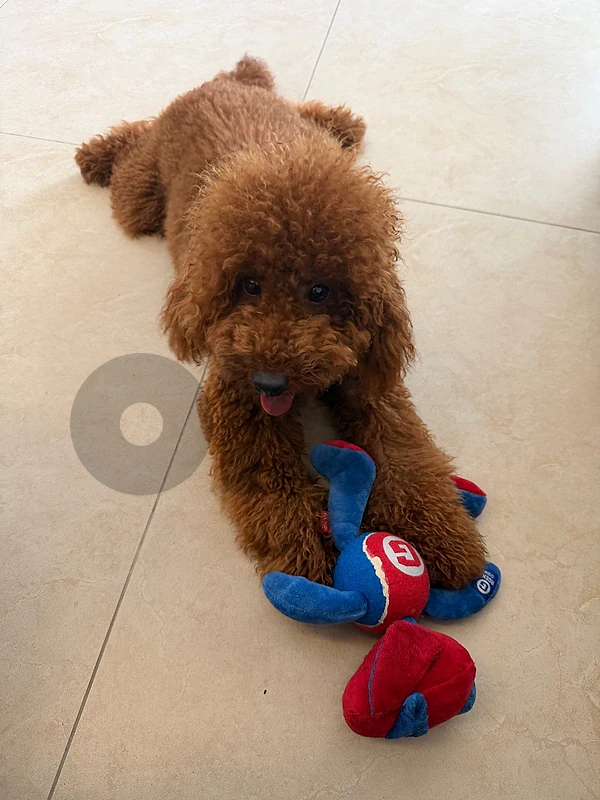 Red Brown Poodle