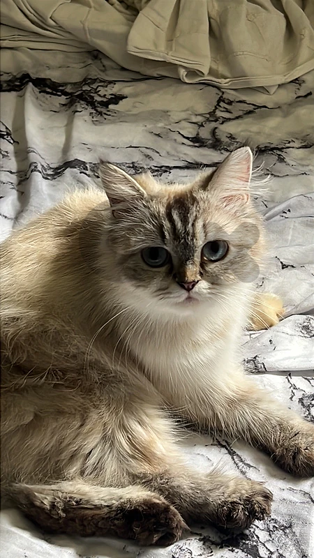 himalayen/persian