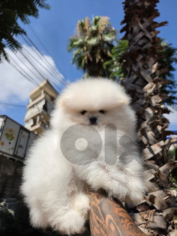 white pomeranian