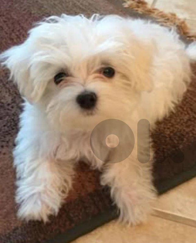 bichon maltese