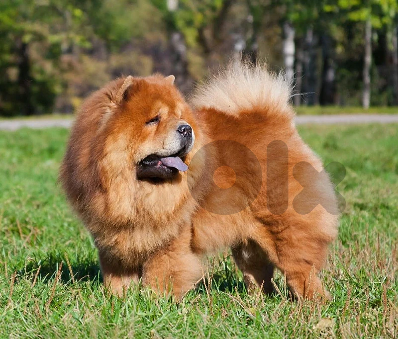 diva female chowchow for sale