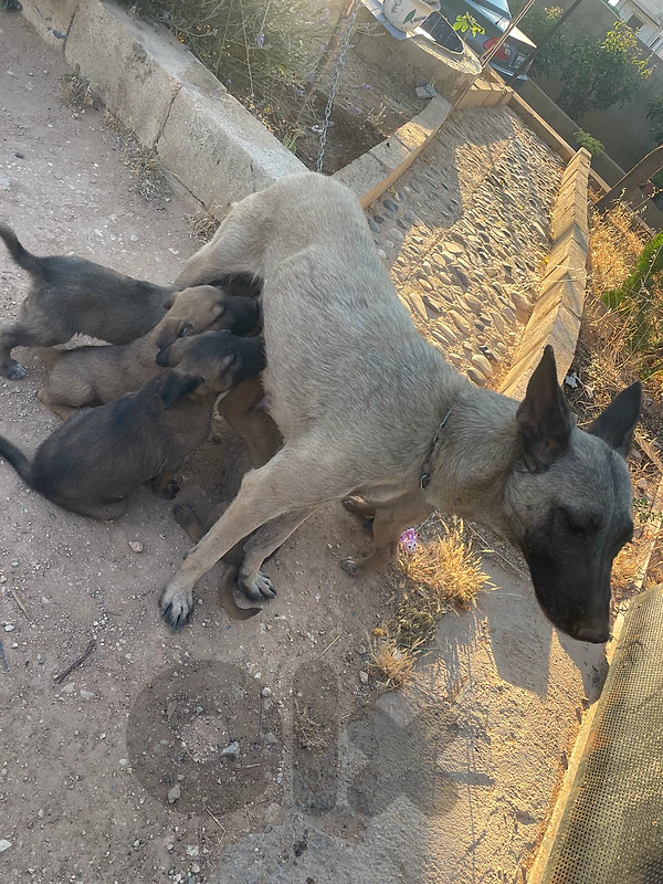 malinois mix
