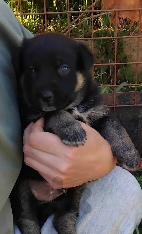 German Malinois Shepherd Puppy
