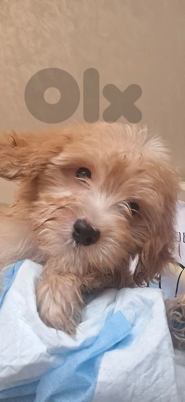 maltipoo