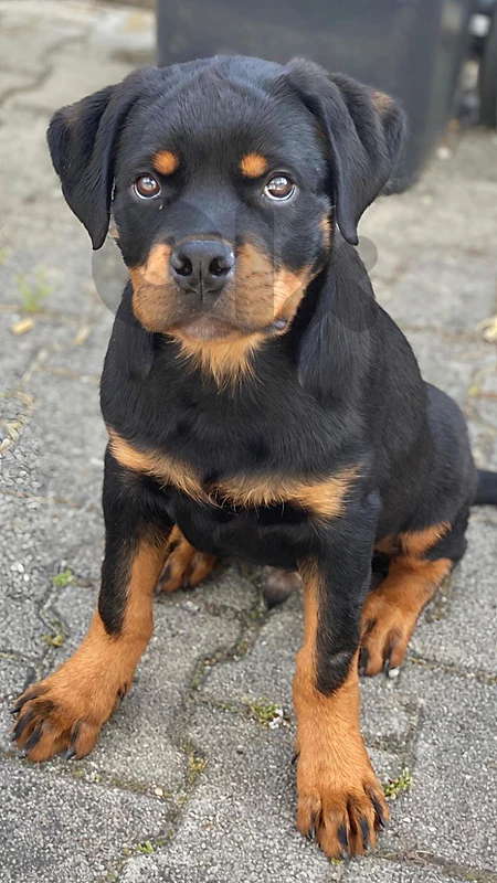 Powerful, Loyal & Ready to Be Your Best Friend – Rottweiler Puppy 🐾