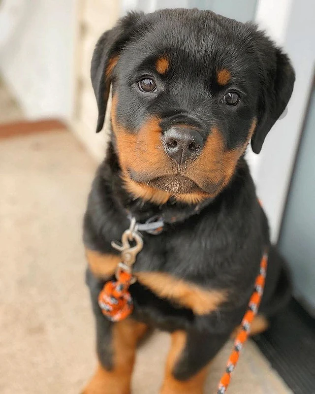 Looking for a Loyal Protector? Meet Our Rottweiler Puppy! ❤️