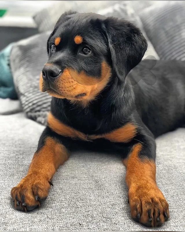 Premium Rottweiler Puppy – Confidence, Strength & Loyalty 🔥