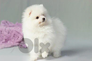 Tiny Pomeranian Spitz Puppy✨️ in store & delivery