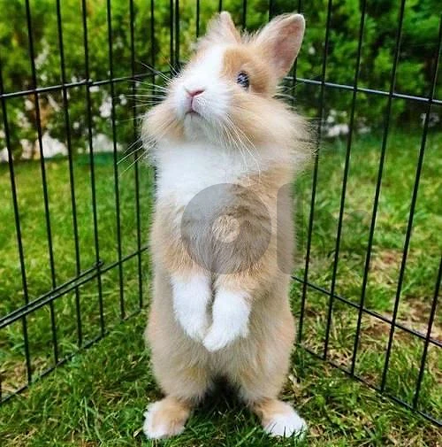 Adorable Lionhead Dwarf Bunny - rabbit ارنب