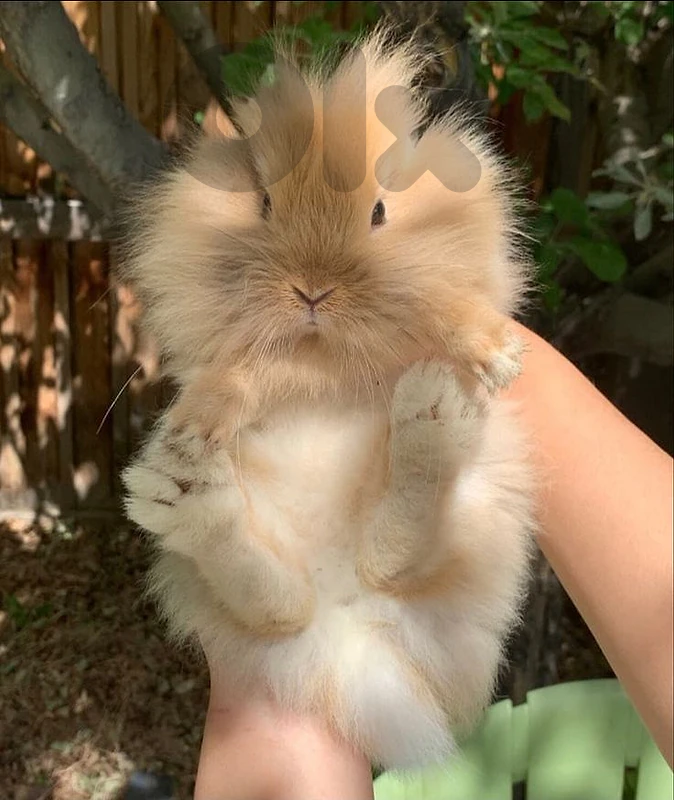 Lionhead Dwarf Rabbit – Cute Beyond Words! ✨ ارنب