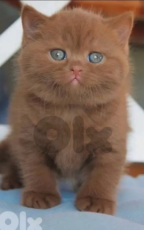 Chocolate brown british kitten