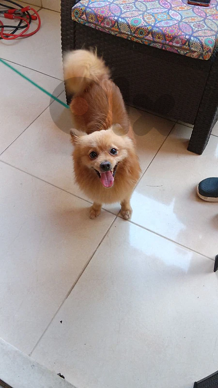 pomerenian puppy