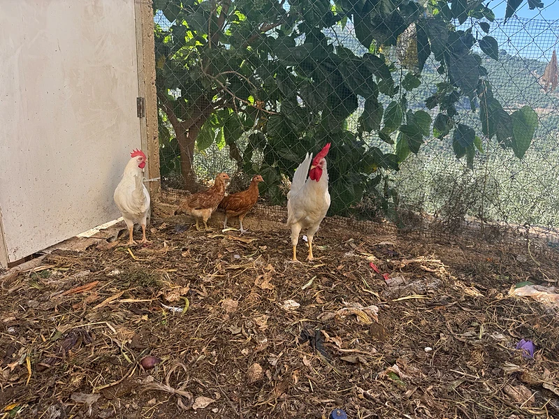 ٣ دجاجات و ديك