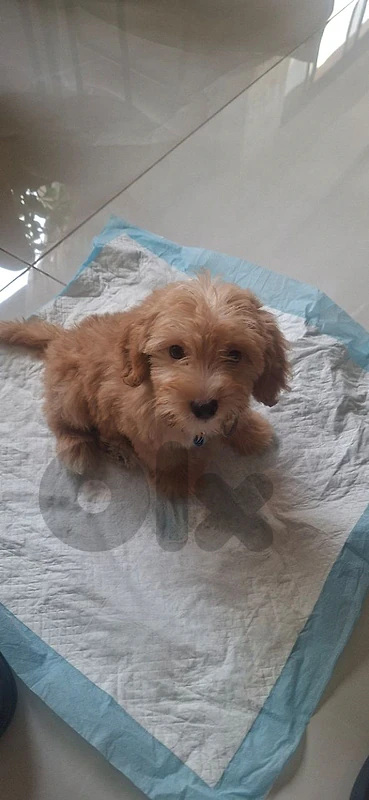 Maltipoo