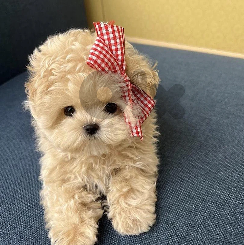 Adorable Maltipoo Puppy – Your Perfect Little Companion! ❤️ كلب