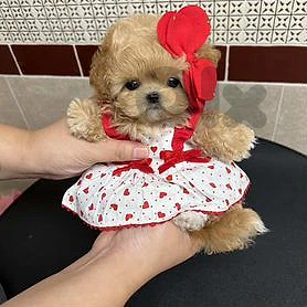 Premium Maltipoo Puppy Available 🌟 مالتيبو كلب